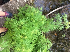 Vitex negundo cannabifolia
