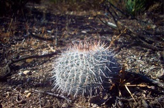 Mammillaria parkinsonii