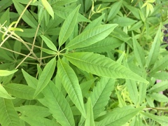 Vitex negundo cannabifolia