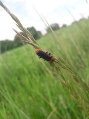 Cantharis annularis
