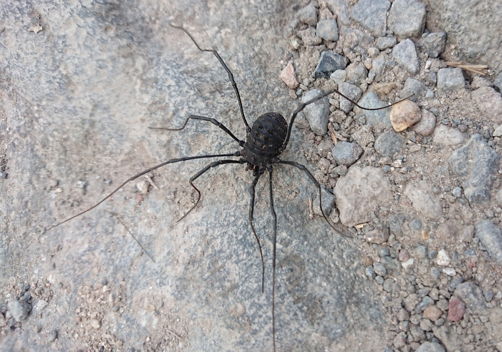 Diguetinus raptator