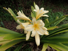 Clivia miniata citrina
