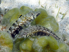 Parapercis australis