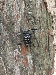 Anoplophora macularia