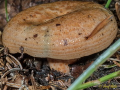 Lactarius salmonicolor