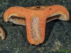 Lactarius salmonicolor