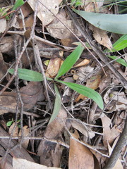 Plantago varia