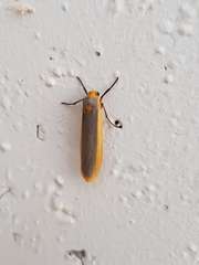 Birketsmithiola sanguicosta