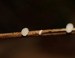 Panellus minimus