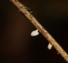 Panellus minimus