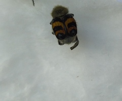 Trichius fasciatus