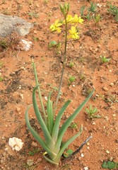 Bulbine praemorsa