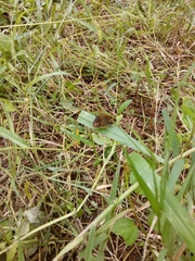 Taractrocera ceramas