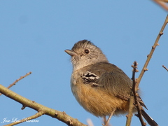 Thamnophilus caerulescens