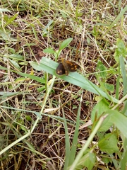 Taractrocera ceramas