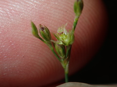 Juncus subsecundus