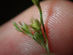 Juncus subsecundus