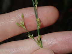 Juncus subsecundus