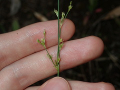 Juncus subsecundus