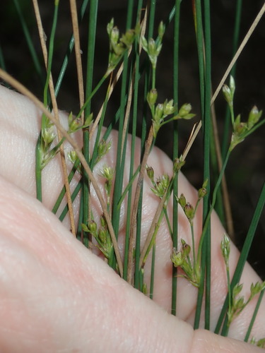 Image of Juncus subsecundus by (c) Thomas Mesaglio, some rights reserved (CC BY)