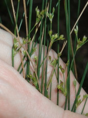 Juncus subsecundus