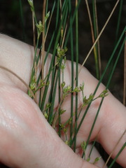 Juncus subsecundus