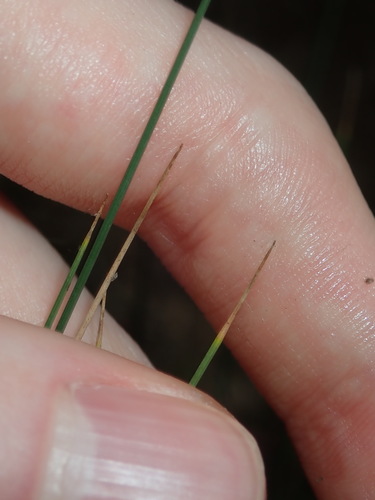 Image of Juncus subsecundus by (c) Thomas Mesaglio, some rights reserved (CC BY)
