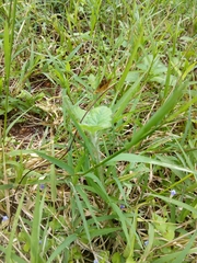 Taractrocera ceramas