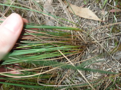 Juncus subsecundus