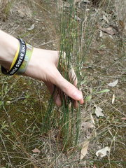 Juncus subsecundus