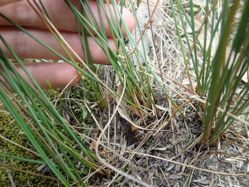 Image of Juncus subsecundus by (c) Thomas Mesaglio, some rights reserved (CC BY)