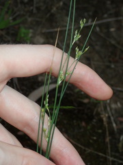 Juncus subsecundus