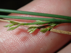 Juncus subsecundus
