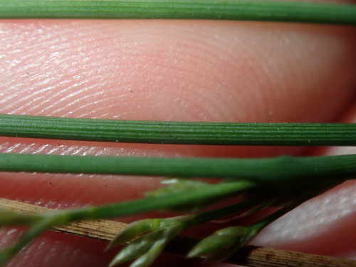 Image of Juncus subsecundus by (c) Thomas Mesaglio, some rights reserved (CC BY)