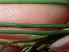 Juncus subsecundus