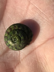 Steromphala umbilicalis