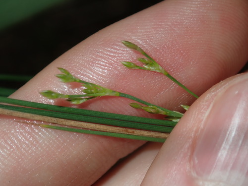 Image of Juncus subsecundus by (c) Thomas Mesaglio, some rights reserved (CC BY)