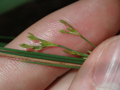 Juncus subsecundus