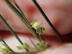 Juncus subsecundus