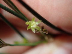 Juncus subsecundus