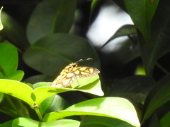 Odina hieroglyphica ortina