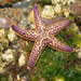 Northern Pacific Sea Star - Photo Lycoo, no known copyright restrictions (public domain)