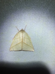 Hylophilodes rubromarginata