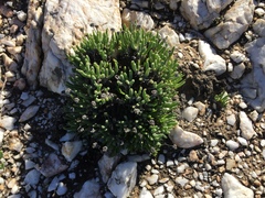 Monilaria moniliformis