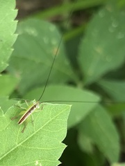 Conocephalus gigantius