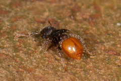 Meranoplus hirsutus