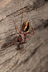 Dolichoderus extensispinus