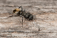 Polyrhachis mjobergi