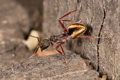 Dolichoderus extensispinus