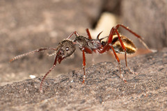 Dolichoderus extensispinus